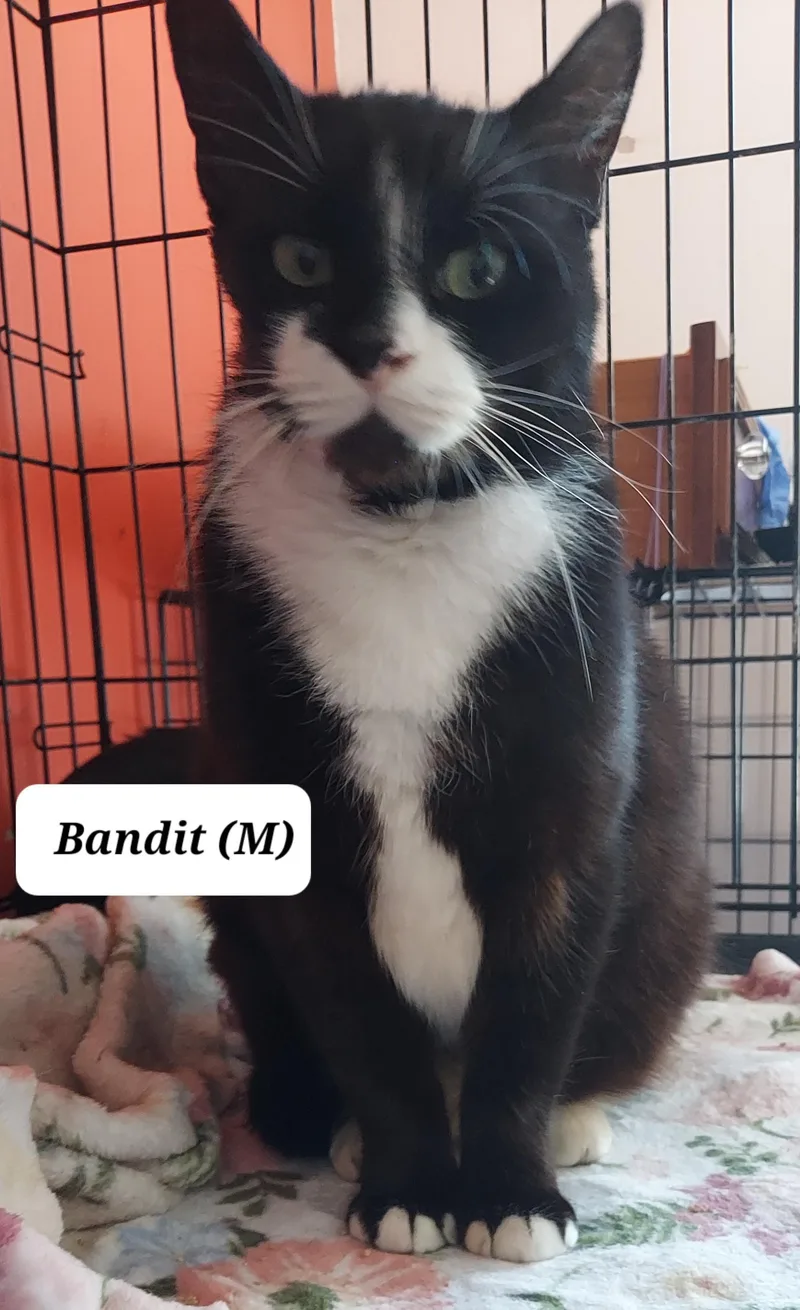 Bandit And Shortbread thumbnail 2