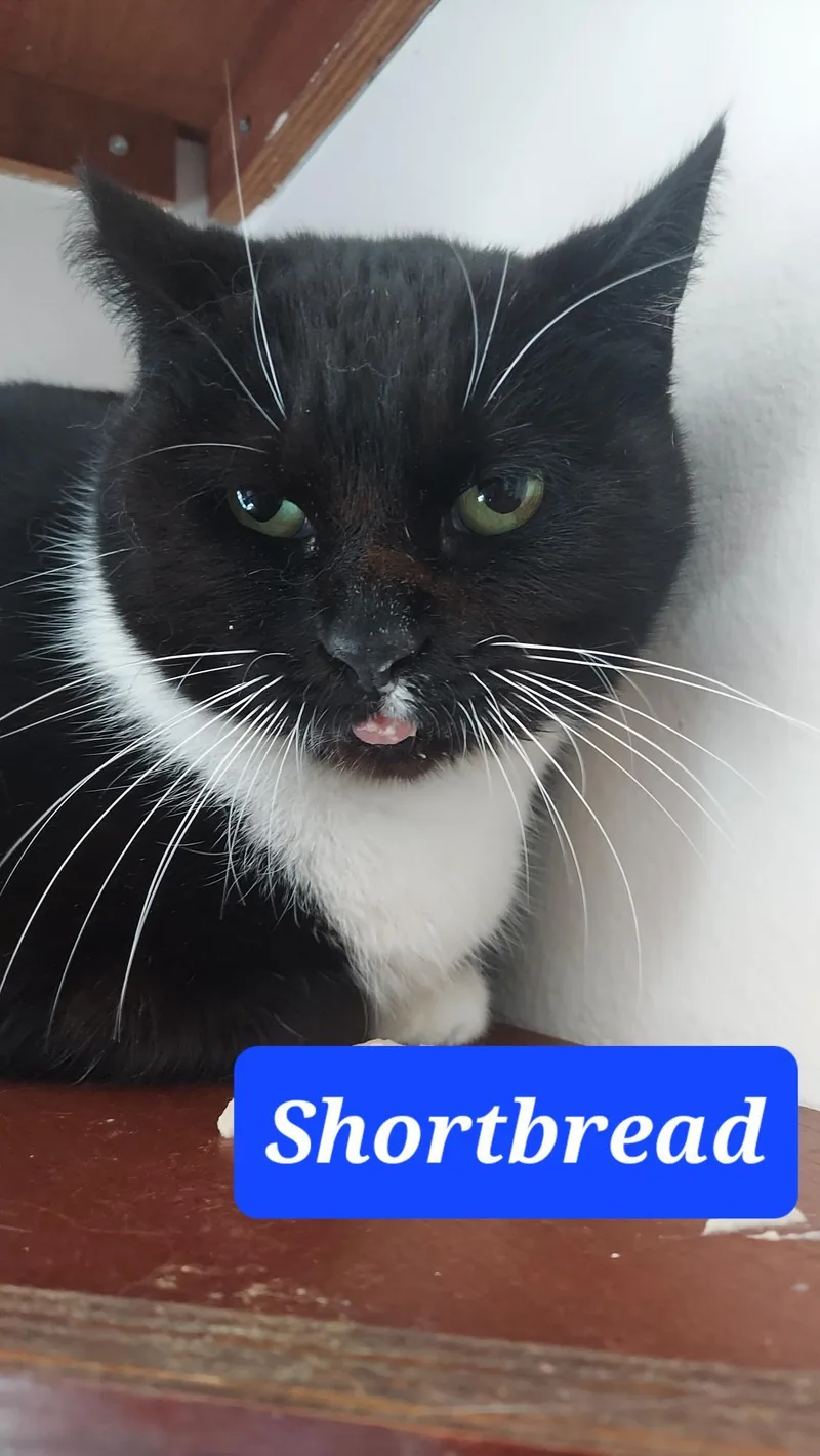 Bandit And Shortbread thumbnail 5