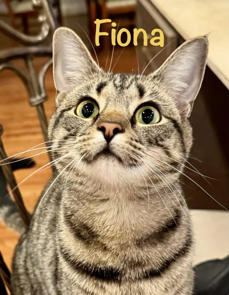 Fiona thumbnail 3
