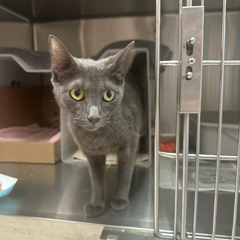 A young medium-sized female Gray / Blue / Silver Domestic Short Hair cat named Eepy for adoption in Santa Barbara, CA