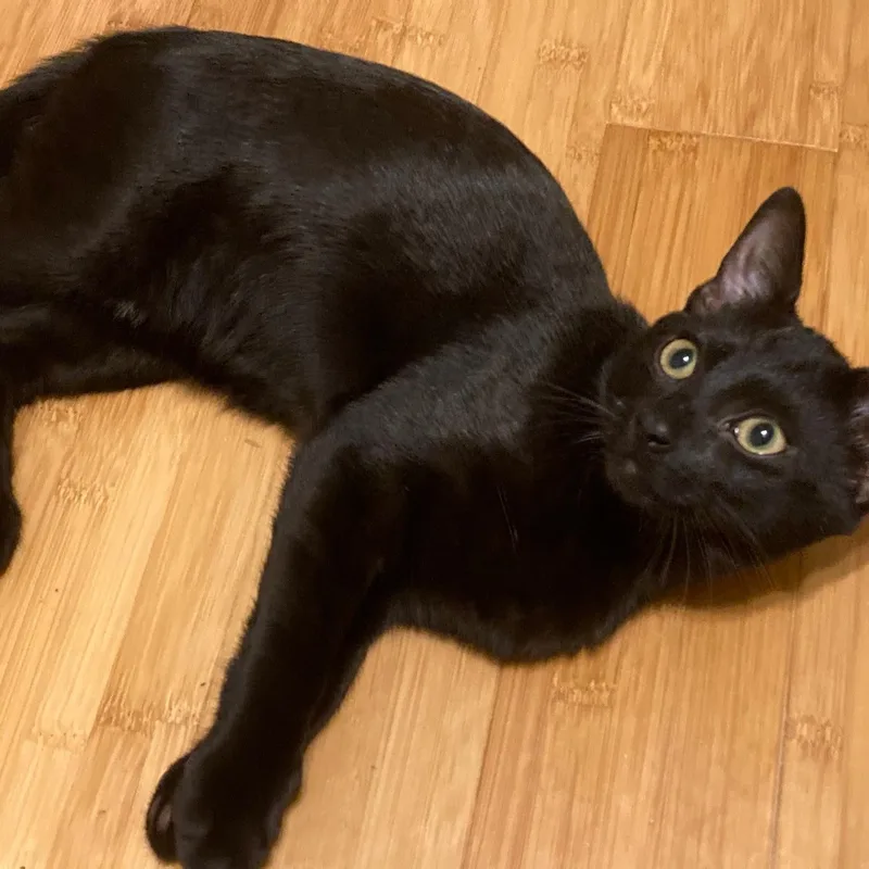 A baby medium-sized male Black Domestic Short Hair cat named Lb for adoption in Watkinsville, GA