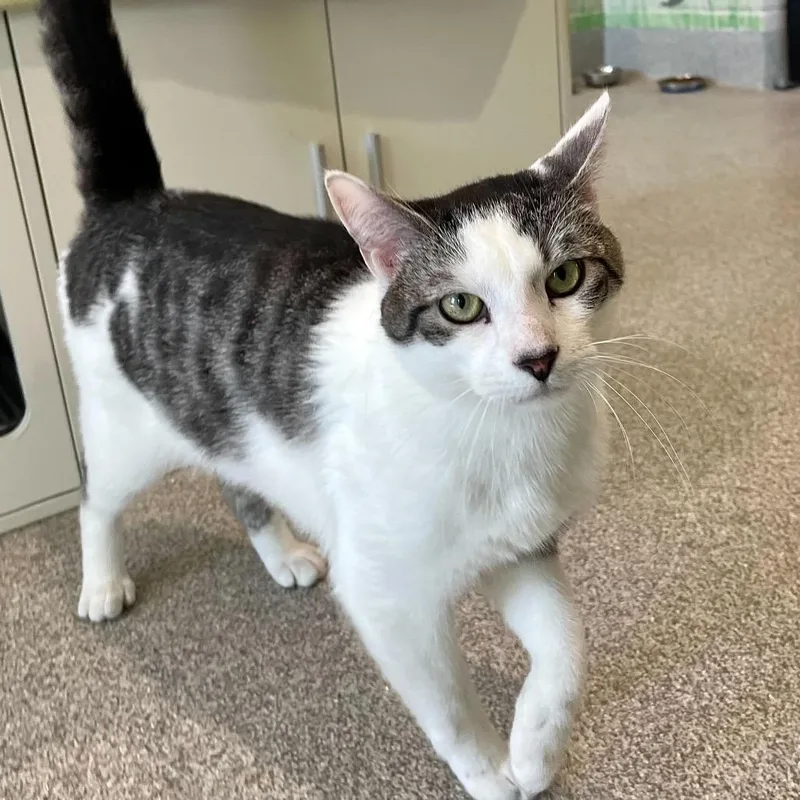 An adult medium-sized male White Domestic Short Hair cat named Conner for adoption in Englewood, FL