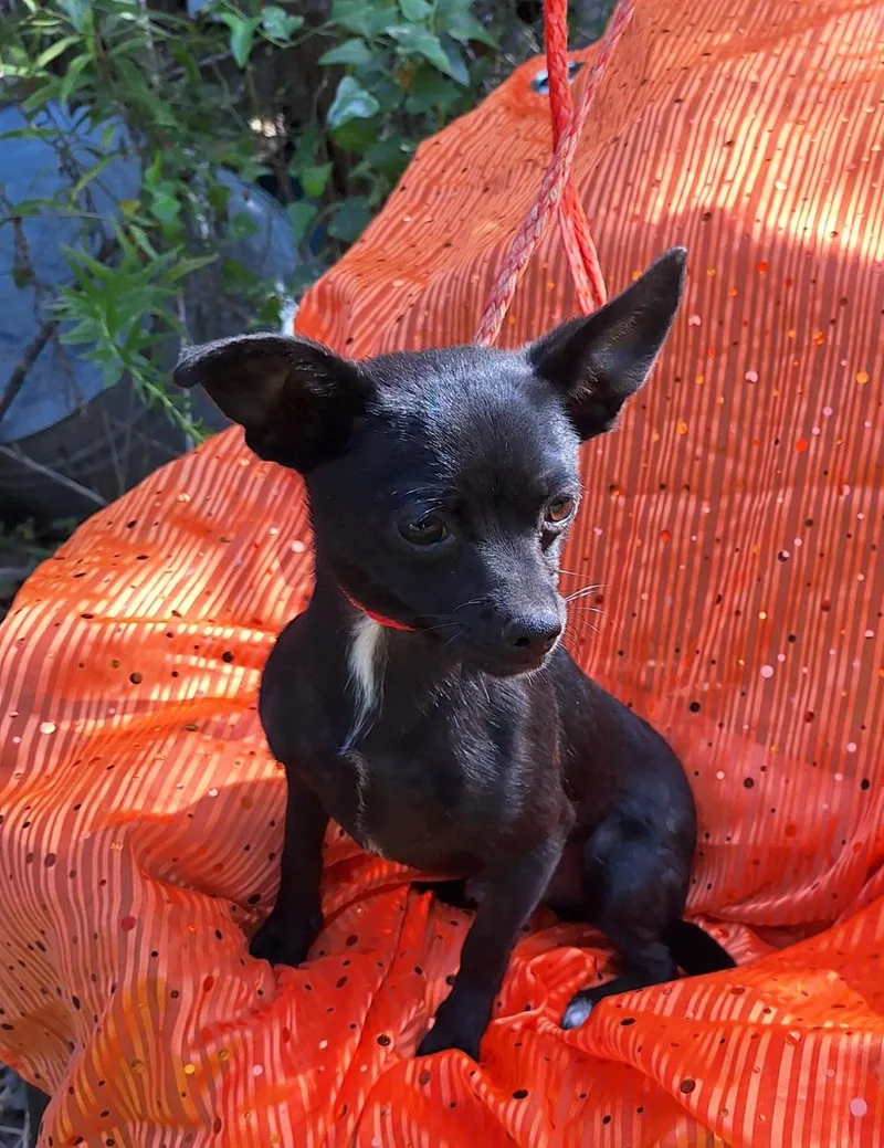 Noyuki WAT thumbnail 5