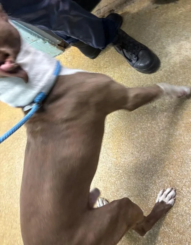 An adult large-sized male Brown / Chocolate Mixed Breed dog named Baker for adoption in Cincinnati, OH