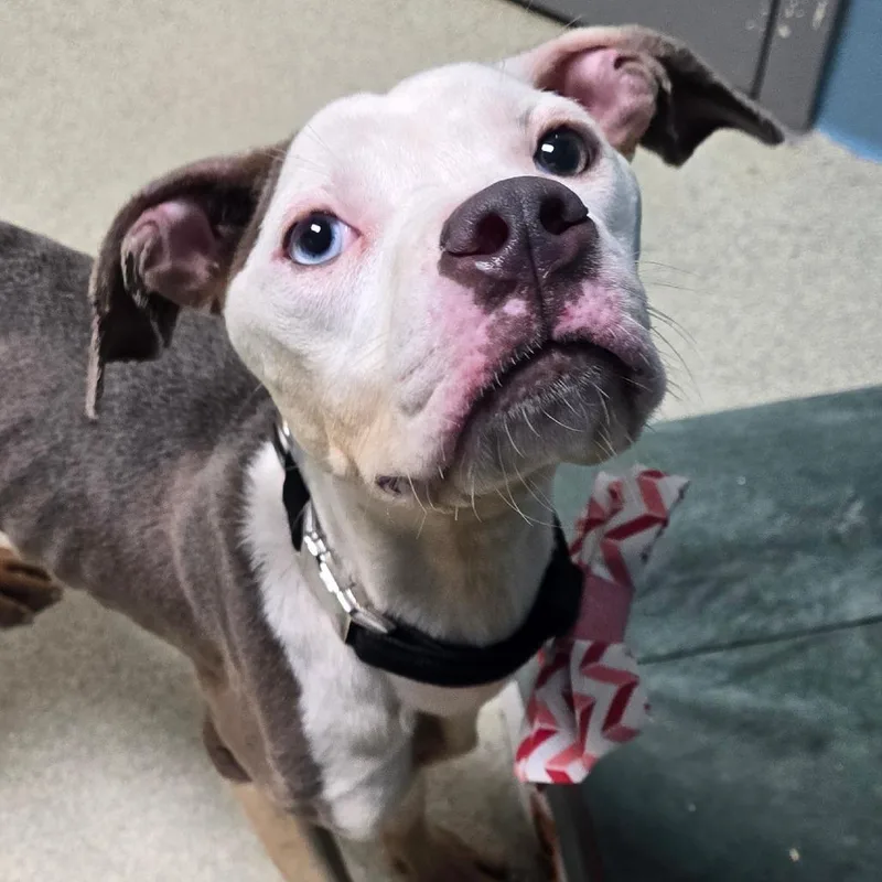 A young small-sized female Gray / Blue / Silver Pit Bull Terrier dog named SheRa for adoption in Windsor, VA