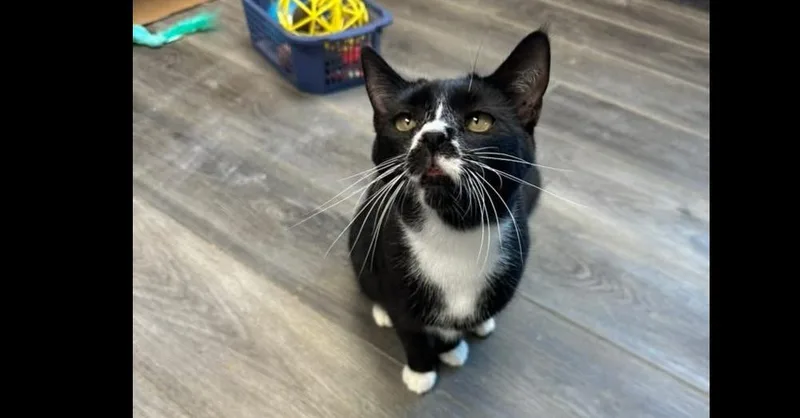 Lagniappe thumbnail 3