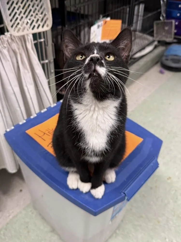 Lagniappe thumbnail 6