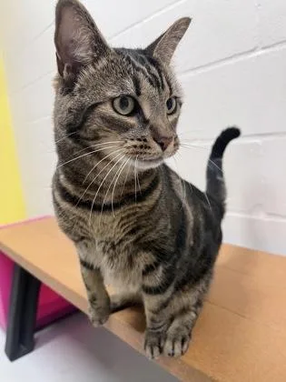 An adult medium-sized female Domestic Short Hair cat named Piper for adoption in Largo, FL