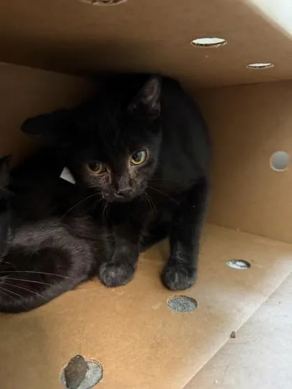 A baby small-sized male Domestic Short Hair cat named Tito for adoption in Westland, MI