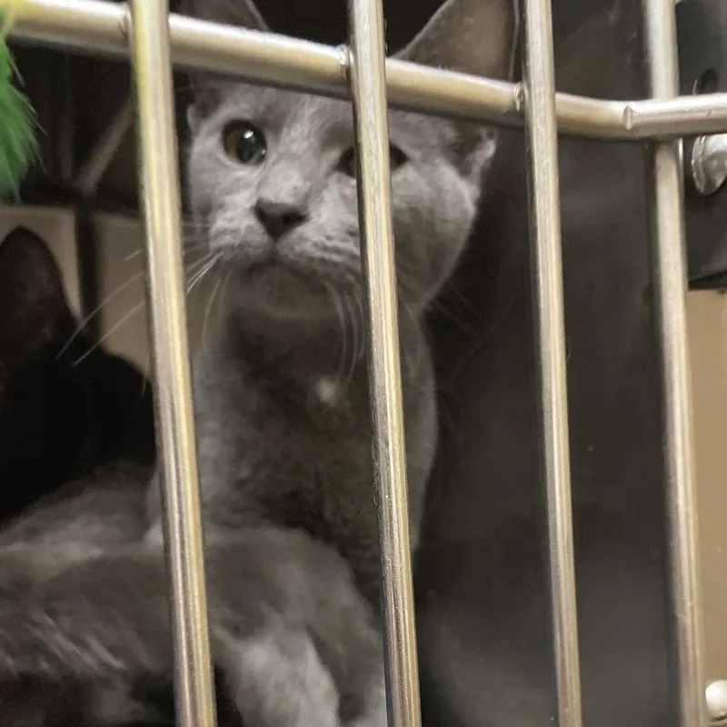 A baby small-sized female Gray / Blue / Silver Russian Blue cat named Debbie Harry for adoption in Brownsboro, AL