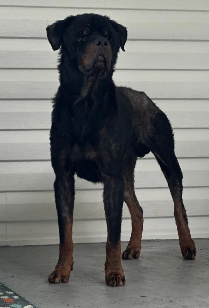 Herman