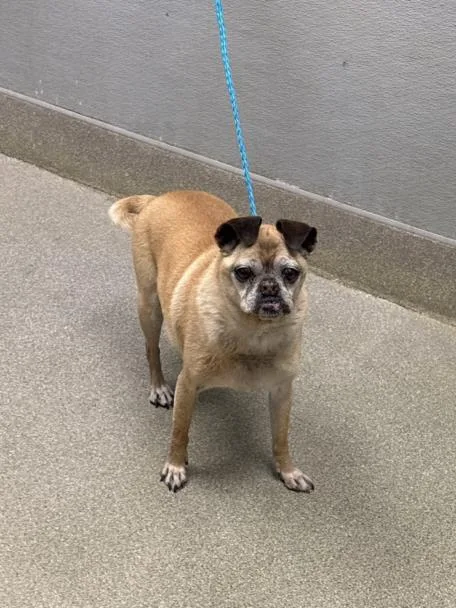 A senior small-sized male Pug dog named Uncle Man for adoption in Las Vegas, NV