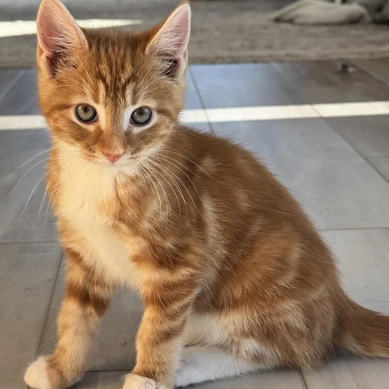 A baby small-sized male Orange / Red Domestic Short Hair cat named The Winning Hand for adoption in Fredericksburg, VA
