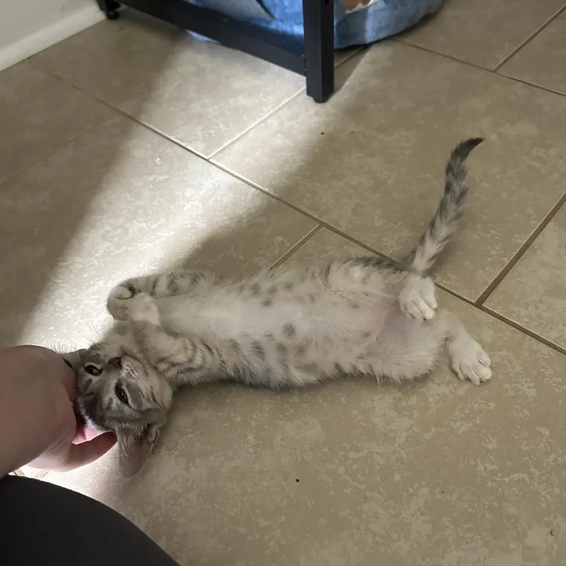 A baby small-sized male Gray / Blue / Silver Domestic Short Hair cat named Snickers for adoption in Opelika, AL
