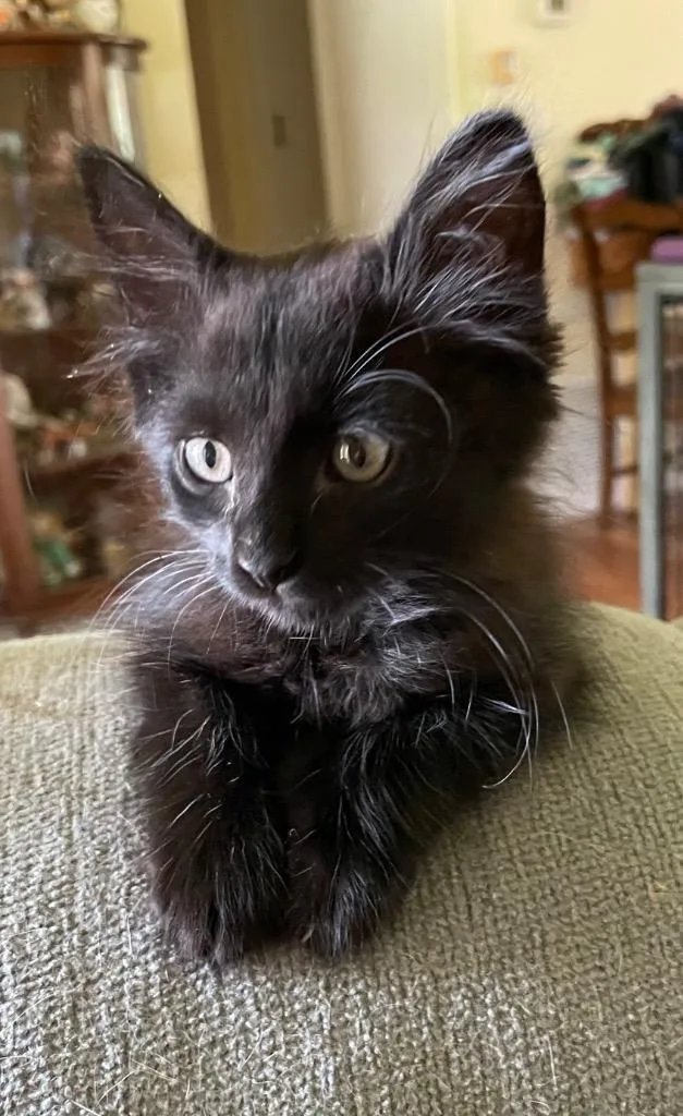 A baby small-sized male Domestic Long Hair cat named Flynn for adoption in Gorham, ME