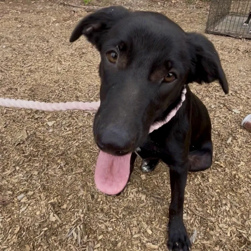 A young medium-sized female German Shepherd Dog dog named Mary for adoption in Queen City, TX