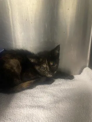 A baby small-sized female Domestic Short Hair cat named Alberta for adoption in Gainesville, FL