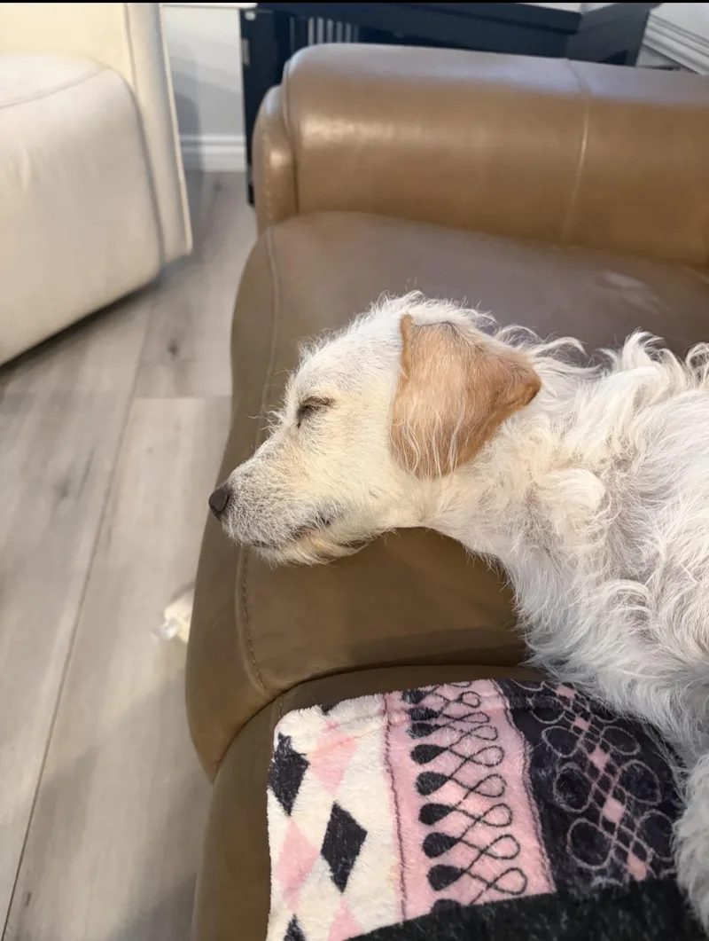 An adult small-sized male Apricot / Beige Dachshund (Long Haired) dog named Pauly The Sweetie for adoption in Citrus Heights, CA