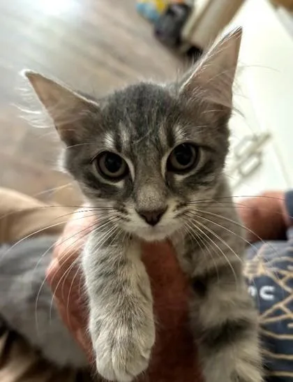A baby small-sized female Domestic Short Hair cat named Pansy for adoption in Clinton, MO