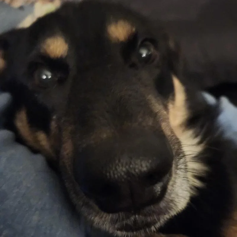 An adult medium-sized male Black Mixed Breed dog named Joel for adoption in Buffalo, MN