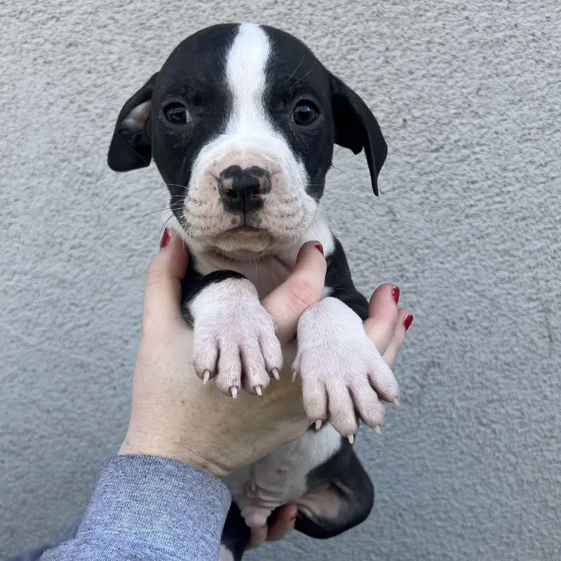 A baby medium-sized male Mixed Breed dog named Peter for adoption in Henderson, NV