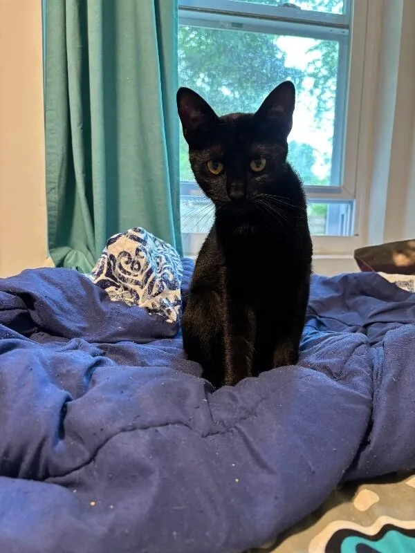 An adult medium-sized female Black Domestic Short Hair cat named Licorice for adoption in North Babylon, NY