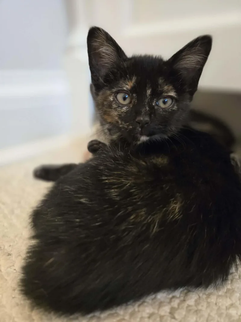 A baby medium-sized female Tortoiseshell Domestic Short Hair cat named Farro for adoption in Chicago, IL