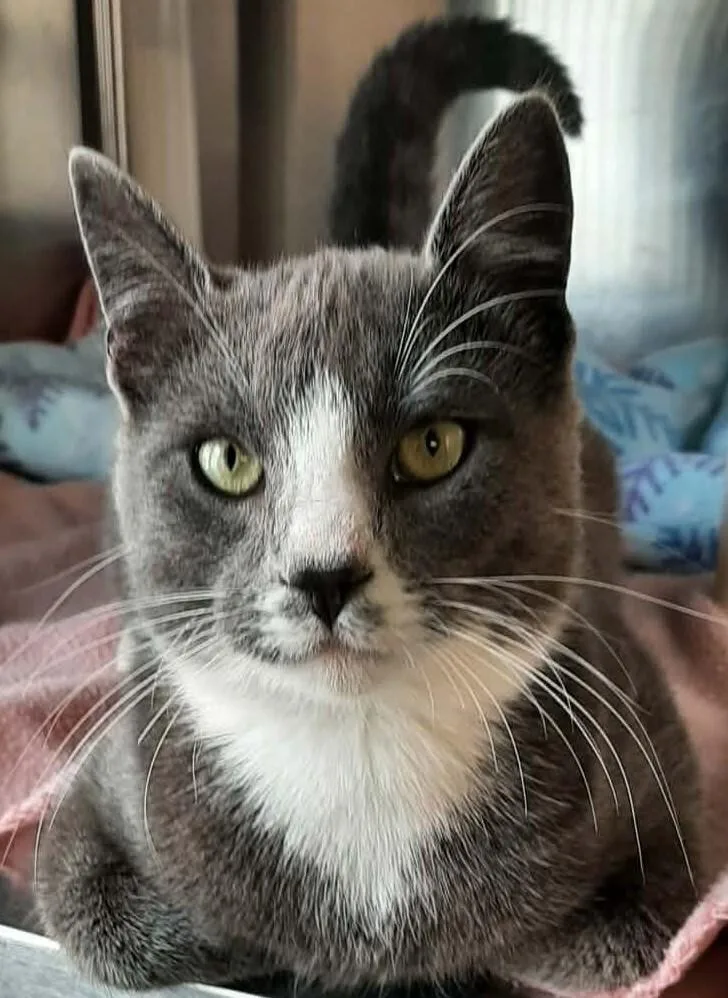 A young medium-sized male Gray / Blue / Silver Russian Blue cat named Smokey for adoption in Georgetown, OH
