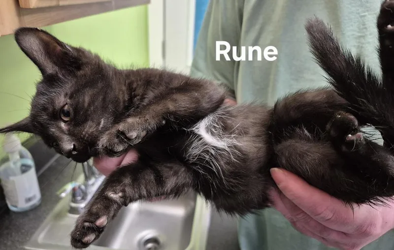 A baby medium-sized male Domestic Short Hair cat named Rune for adoption in Kendallville, IN