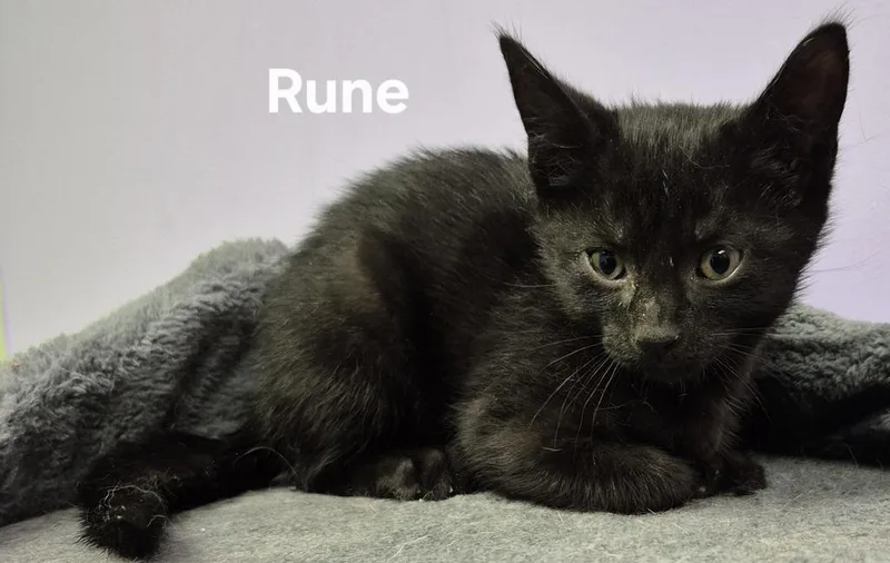 Rune thumbnail 2