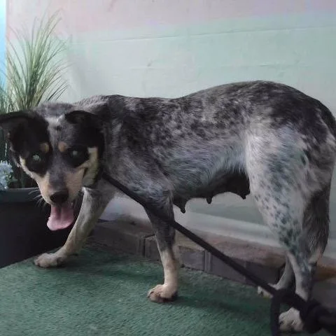 An adult medium-sized female Gray / Blue / Silver Australian Cattle Dog / Blue Heeler dog named A for adoption in San Gabriel, CA