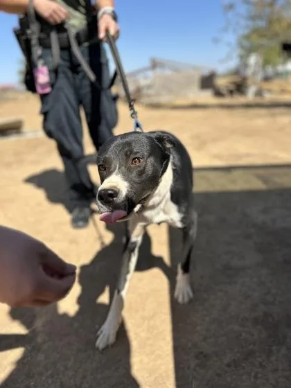 A baby large-sized male Border Collie dog named Boba for adoption in Fresno, CA