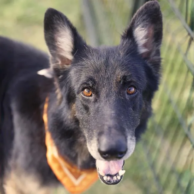 An adult large-sized male German Shepherd Dog dog named Marcus for adoption in San Antonio, TX