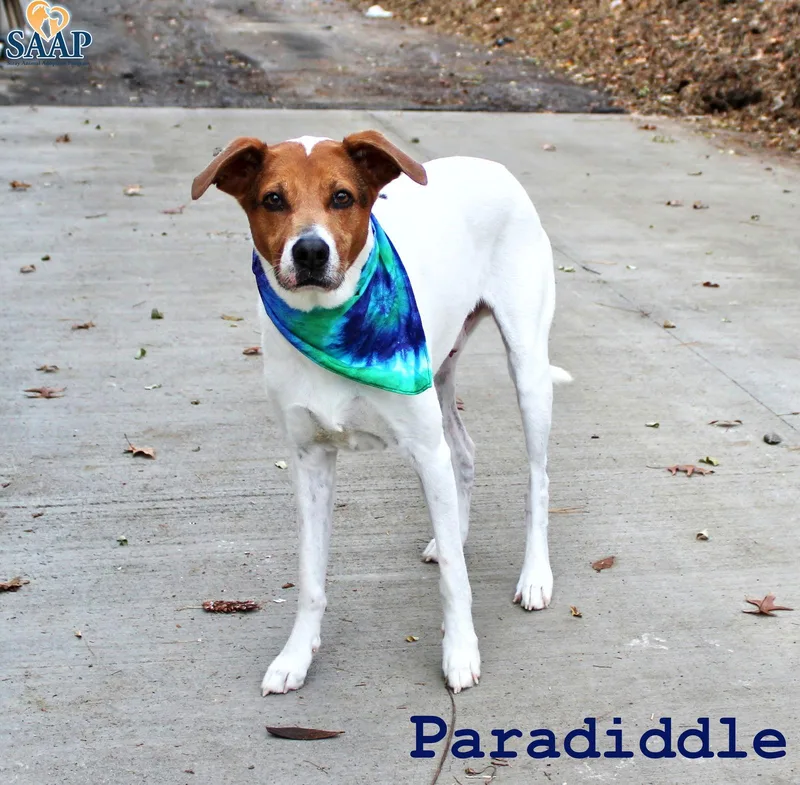 Paradiddle thumbnail 2