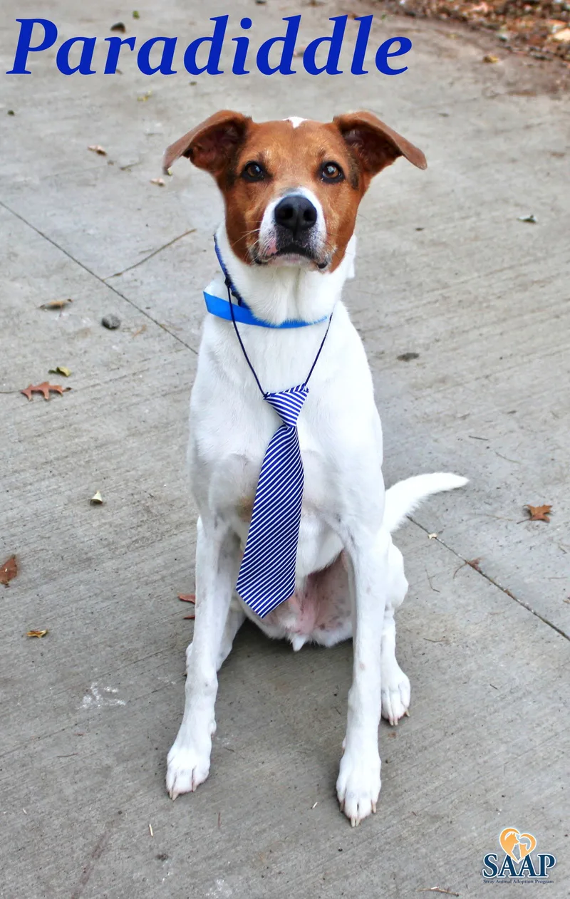 Paradiddle thumbnail 3