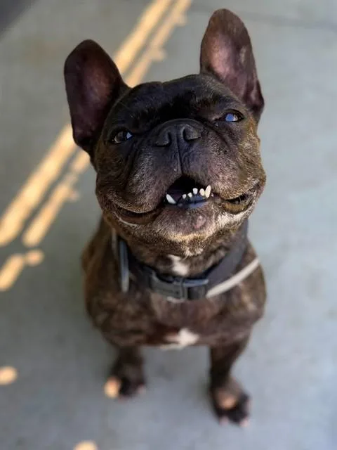 An adult medium-sized male French Bulldog dog named Rocky for adoption in Agoura, CA