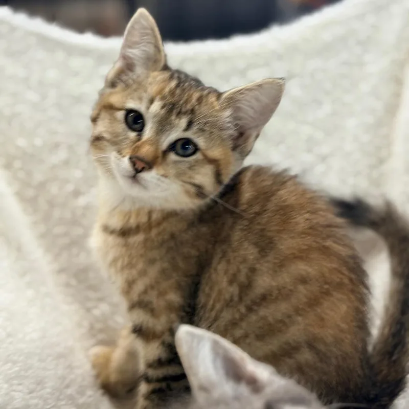 A young medium-sized female Tabby (Brown / Chocolate) Domestic Short Hair cat named Sophia for adoption in Blackfoot, ID