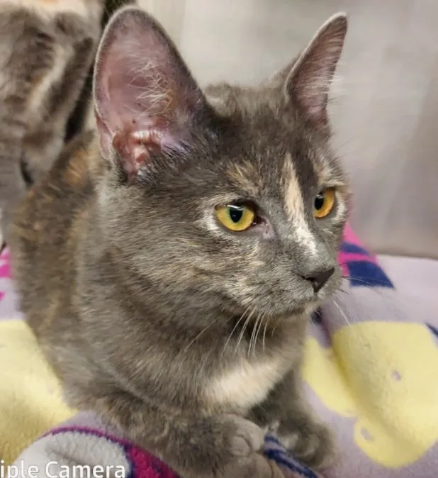 Sidney Ii thumbnail 2