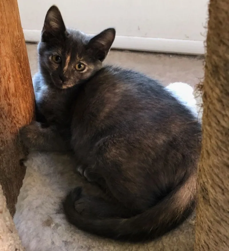 Sidney Ii thumbnail 3