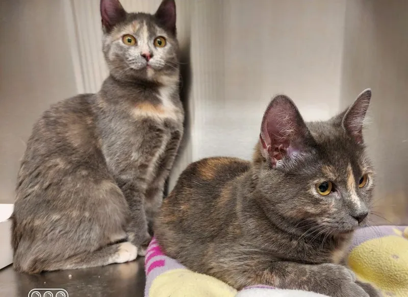 Sidney Ii thumbnail 4