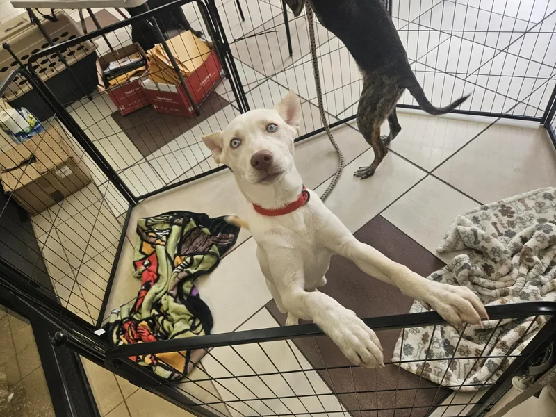 Marshmellow thumbnail 2