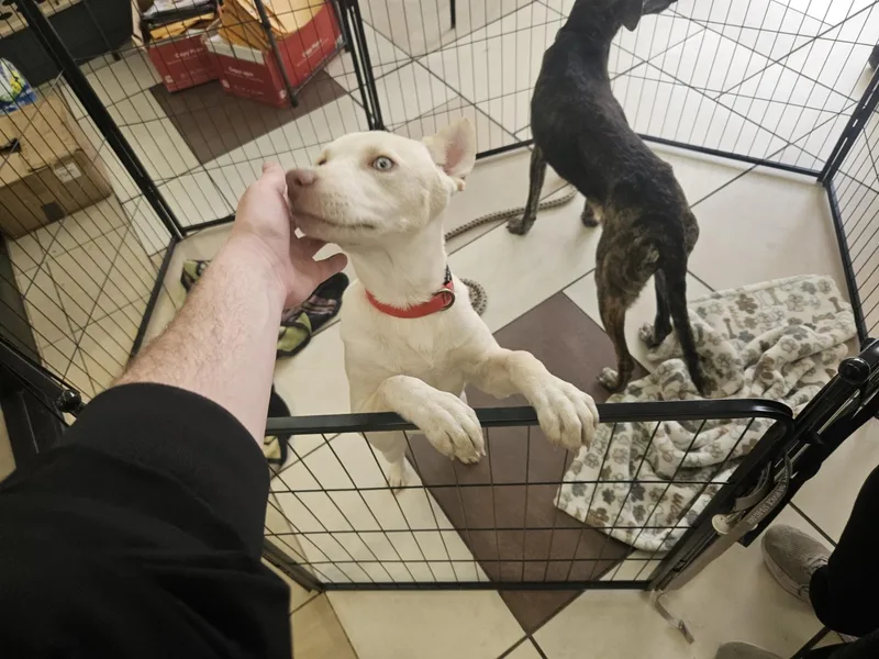A baby medium-sized female White / Cream Husky dog named Marshmellow for adoption in tannersville, PA
