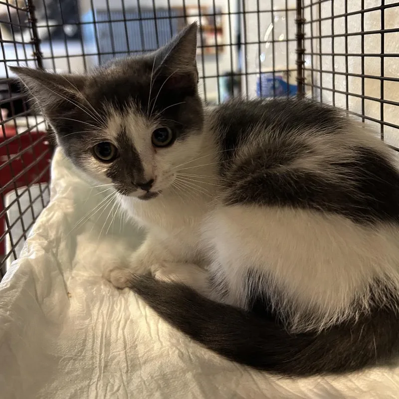 A baby small-sized female White Domestic Short Hair cat named IVHSStray for adoption in San Gabriel, CA