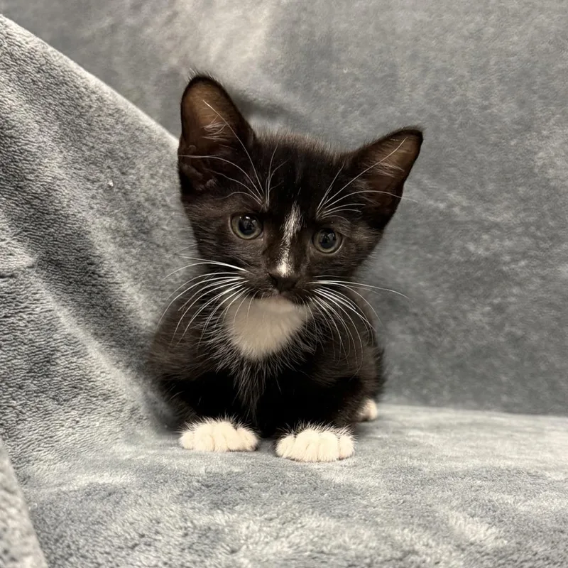 A baby medium-sized male Domestic Short Hair cat named Snickerdoodle for adoption in Brenham, TX