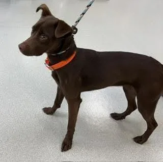 A baby medium-sized female Brown / Chocolate Labrador Retriever dog named Aspen for adoption in Maryville, TN
