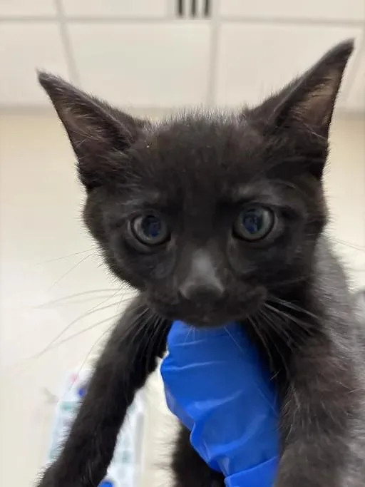 A baby small-sized male Domestic Short Hair cat named Jim for adoption in Las Vegas, NV