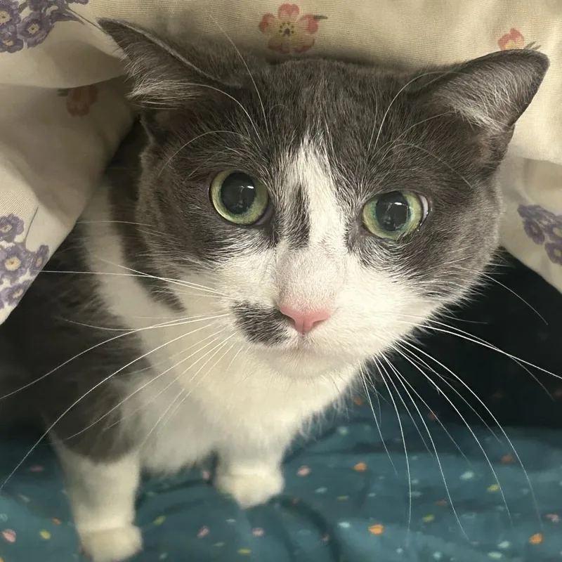 A senior large-sized female Gray / Blue / Silver Domestic Short Hair cat named Hera for adoption in Charlottesville, VA