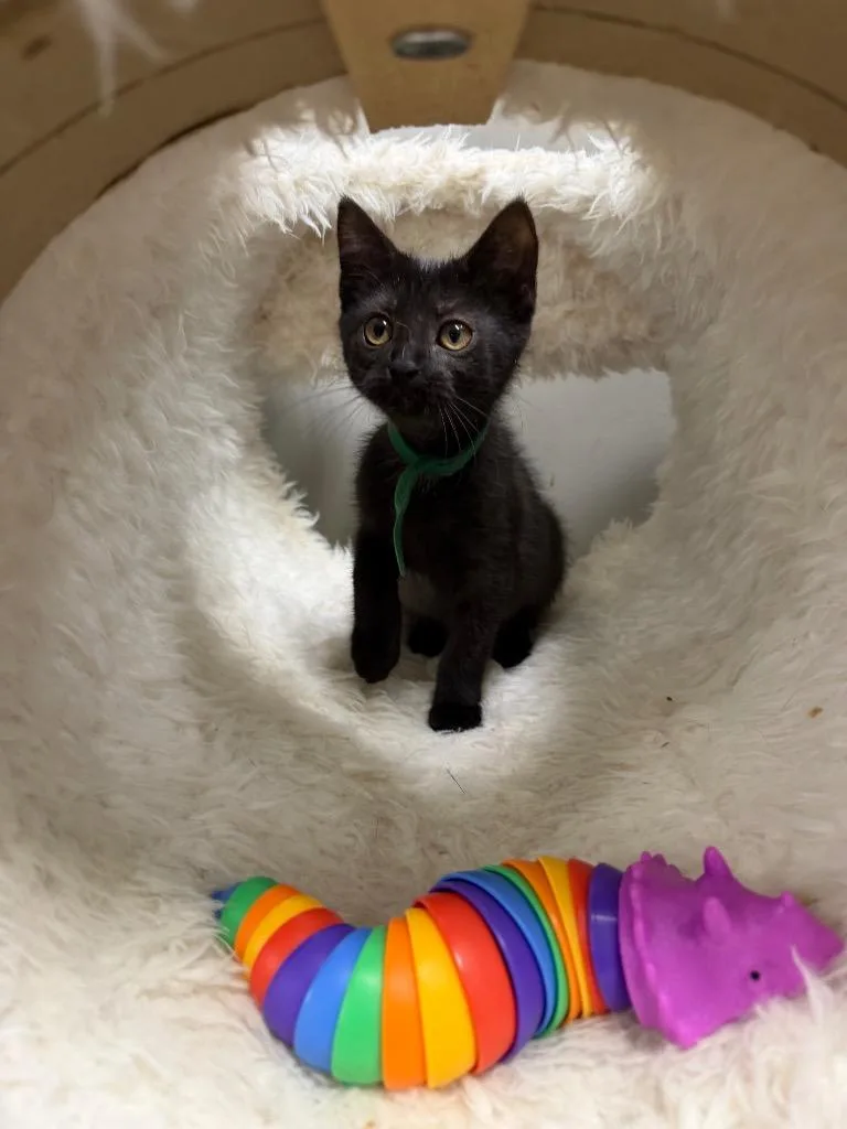 A baby small-sized female Domestic Short Hair cat named Hennessy for adoption in Pierceton, IN