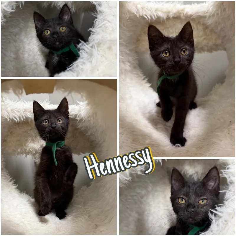 Hennessy thumbnail 2