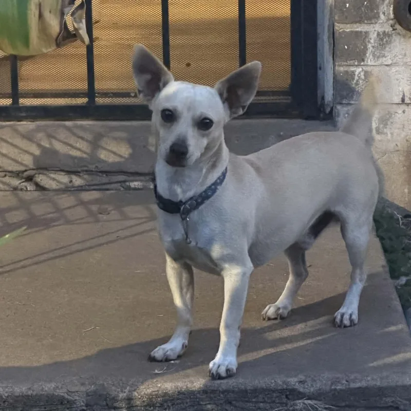 A young small-sized male Apricot / Beige Chihuahua dog named Pablo for adoption in Williston, VT
